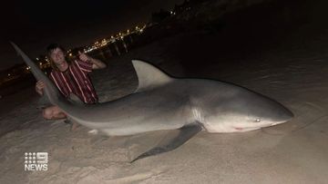 21-year-old Kai Boyle﻿ accidentally hooked the three-metre bull shark onto his fishing rod on Thursday morning in East Fremantle and then re-released it into the Swan River.