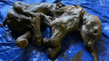 'Incredible' baby woolly mammoth unearthed by gold miners in Canada