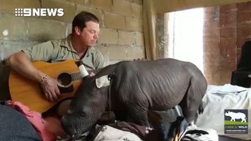 Rhino calf lulled to sleep by Aussie zookeeper's serenade