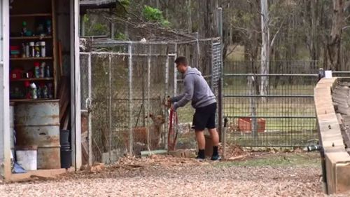 The dogs will be seized by council rangers later today. (9NEWS)