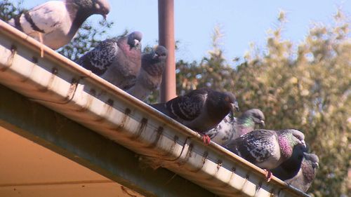 Another neighbour said the flocks of pigeons could become annoying.