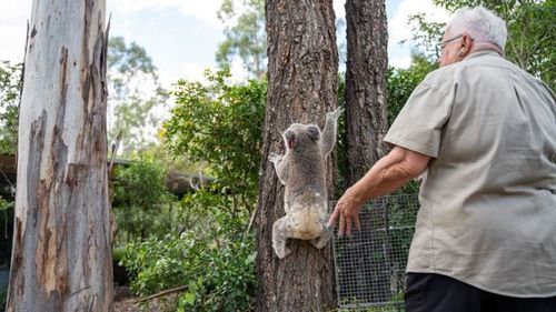 Andy being released back to the same tree as his mother.