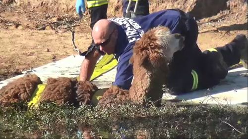 An alpaca got stuck in a dam in Londonderry in Sydney's north-west for hours.