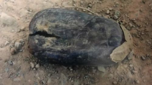 An image of an eggplant found at the Goulburn Valley farm. (Supplied)