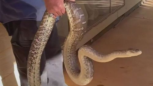 The Olive Python escaped from his Roxby Downs home in 2020 and hasn't been seen since.