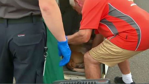 The dogs were sedated by RSPCA officials before they were taken away.