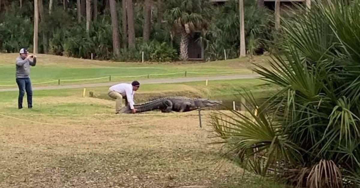 man-blasted-for-harassing-alligator-during-golf-round