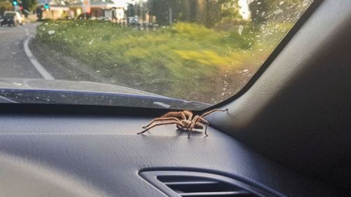 Ms Banks is not surprised when the spider is seen in her car day-after-day. 