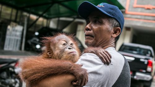 Man tried to smuggle drugged orangutan out of Bali