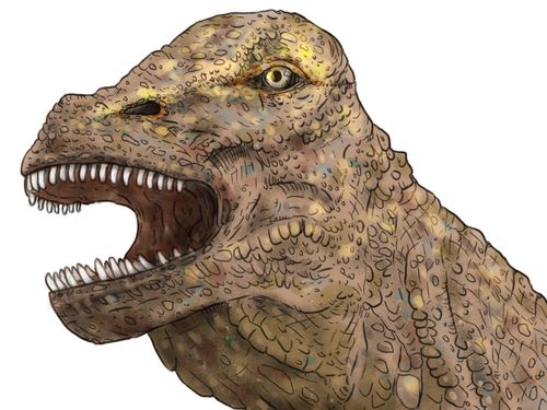 A 'near-complete' dinosaur skull has been found in Queensland in what experts say offers a new insight into lives of the creatures in Australia almost 100 million years ago.
