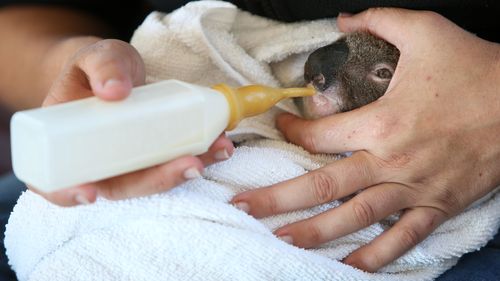 Koala joey affected by the recent bushfires inside the joey hospital.