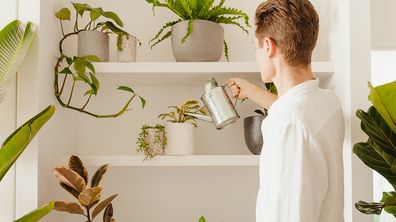 How to look after your indoor plants