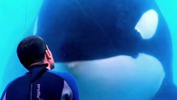 : Blackfish trailer: The true story of aggressive whales in captivity