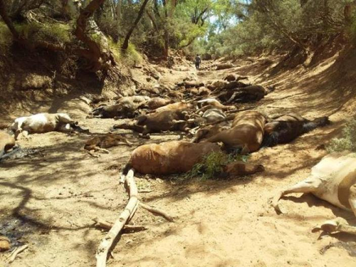 A dozen brumbies were discovered dead in central Australia from suspected dehydration. 