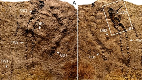 World's oldest footprints found in China