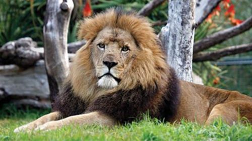Perth Zoo lion dies during dental surgery