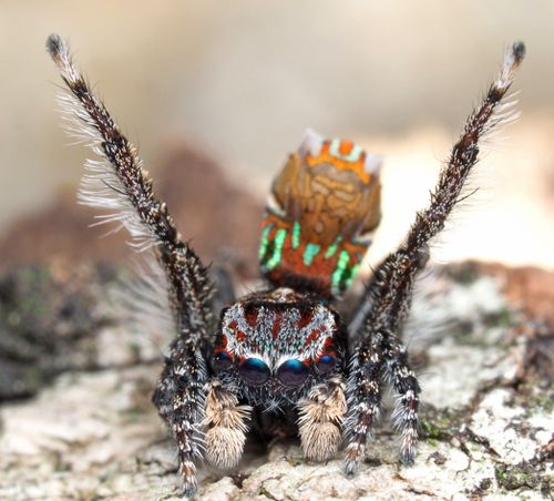 Top spider myths - Museums Victoria