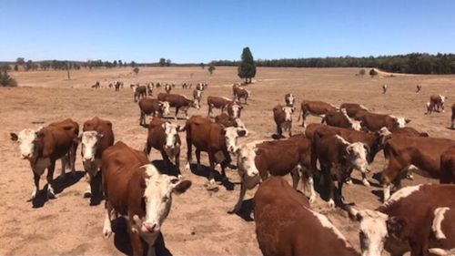 Drought Australia NSW assistance money fodder handouts Coonabarabran