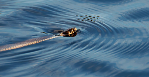 NSW SES Far West Command unit has issued a warning about snakes and floodwater after receiving reports of children jumping of a wharf into a flooded river. 