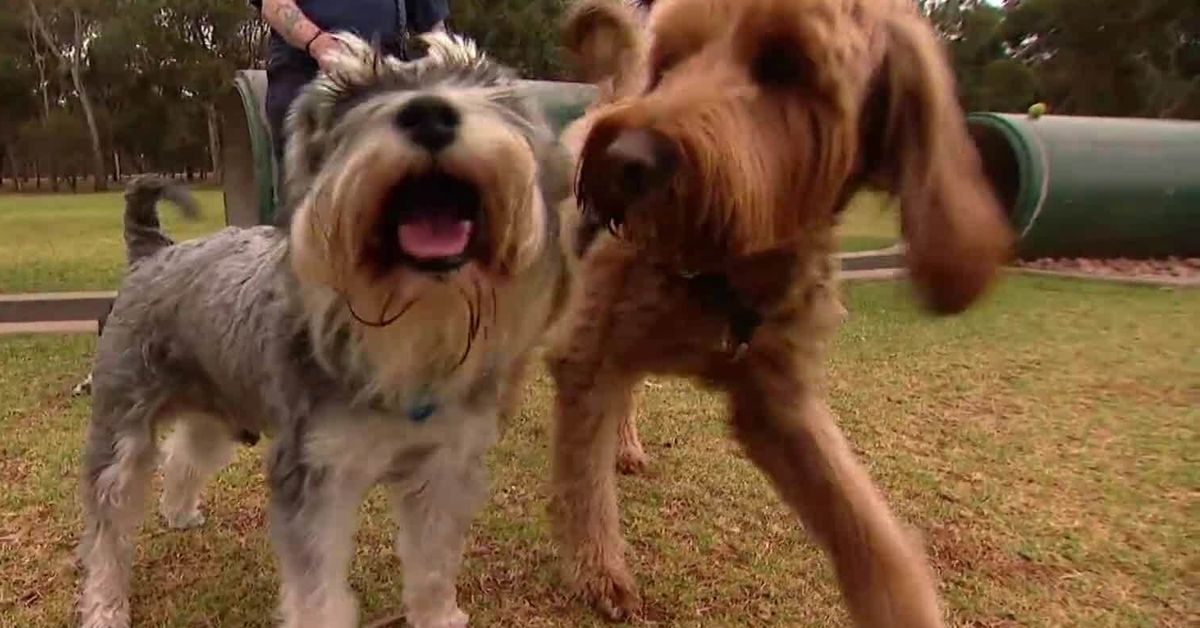 Strict new laws to crack down on unsafe pet food proposed in South