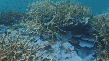 Great Barrier Reef bleaching 