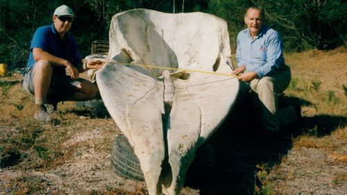 Due to the size and weight of the sperm whale skull the museum said it's likely heavy machinery was used to relocate it.