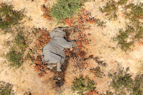 Over 350 elephants have died since May. 