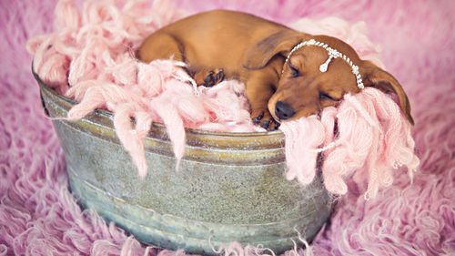 Cindi's pups will be getting their own newborn shoot - just like their mother. (Supplied)