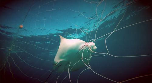 A number of rays were caught and killed in shark nets across NSW beaches.