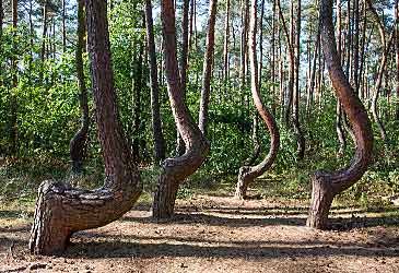 When were the pines in Poland's Crooked Forest planted?