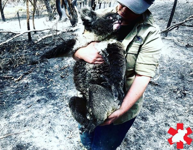 The crew have been working since December to help injured and displaced koalas. 