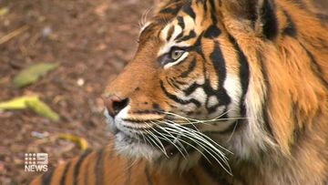 Adelaide Zoo tiger Delilah is preparing to become a mum, a year after arriving at the wildlife park.