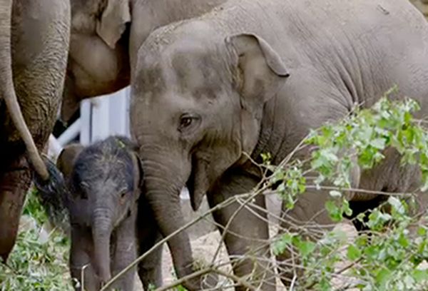 The Secret Life Of The Zoo