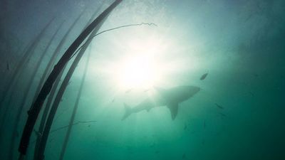 Reunion Island - the shark attack capital of the world