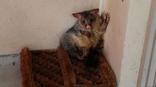 The possum taking refuge on the Cole's back door step. (Photo: Alex Cole)
