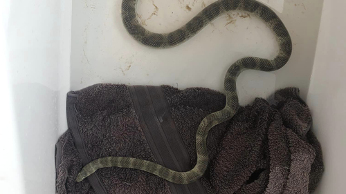 The olive-headed sea snake was malnourished and appeared to have something constricting it.  A piece of what's believed to be coral was also stuck in its side. 