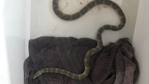 The olive-headed sea snake was malnourished and appeared to have something constricting it. A piece of what's believed to be coral was also stuck in its side. 