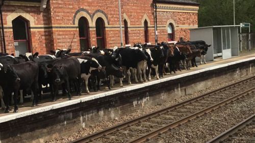 Cows spark delays after gathering on UK train platform