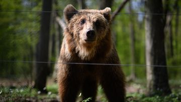 Brown bear