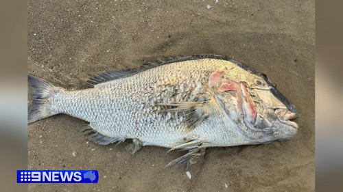 South Australia's seafood industry is bracing for the long-term impact of a toxic algal bloom.
