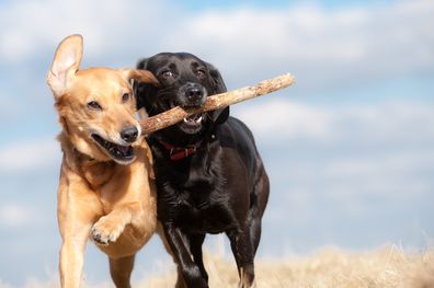 Dogs playing with sticks