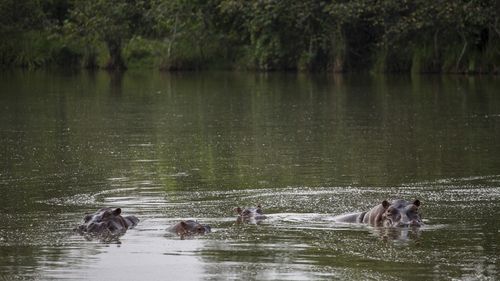Hippos stay submerged in the lake at the Napoles Park in Puerto Triunfo, Colombia.