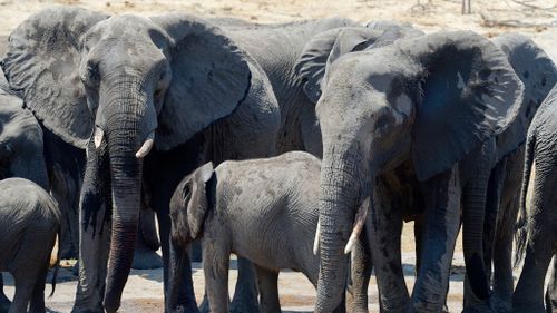 Zimbabwe slammed for selling elephants to China