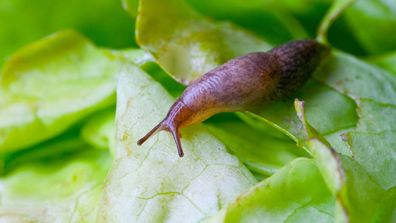 A slug on a leaf 