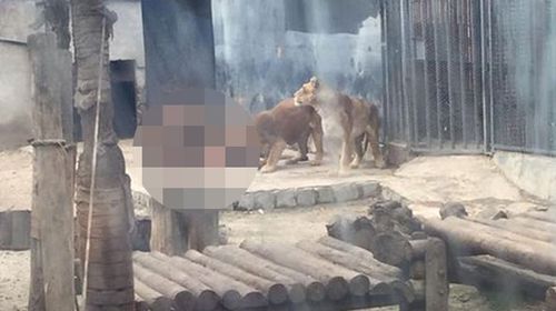 A man is mauled by lions in Santiago zoo late last week. 