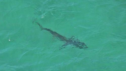 A two-metre shark spotted off Port Beach in WA. (Twitter, @SLSWA)