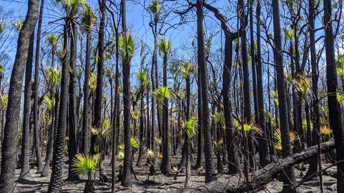A burst of green in the charred bush. Photo by Illuka resident Nikayla Rae Austin, on the NSW north coast. 