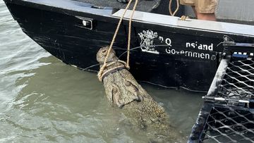 A large crocodile has been behaving aggressively around boats and reportedly lunged at a resident of a houseboat has been captured in Queensland.