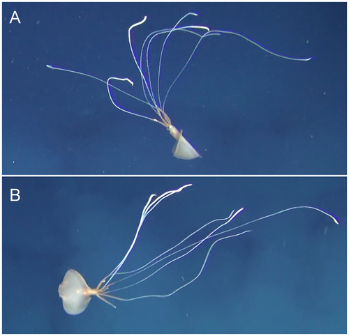 Bigfin squid