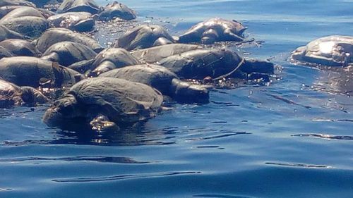 Some of the hundreds of dead olive ridley turtles off the coast of Oaxaca.